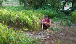 Lạng Sơn: Hàng trăm triệu đồng của nông dân bị “chết héo”